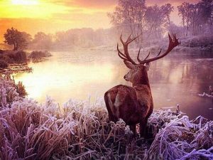 Deer By River Paint By Numbers