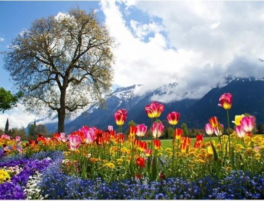 Flowers In Mountains Paint By Numbers