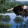 Bald Eagle Birds Paint By Numbers