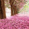 Pink Tree Leaves paint by numbers