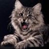 Angry Cat Animals Paint By Numbers