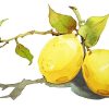 Lemons Still Life Paint By Numbers