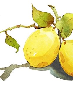 Lemons Still Life Paint By Numbers