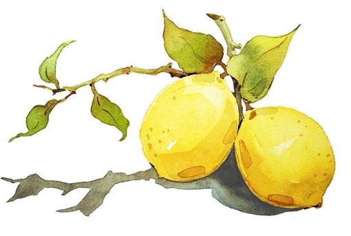 Lemons Still Life Paint By Numbers