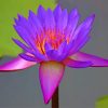 Beautiful Purple Lotus NEW Paint By Numbers