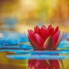 Lotus In Water Paint By Numbers