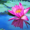 Lotus Flower Paint By Numbers