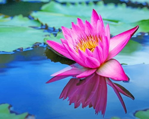 Lotus Flower Paint By Numbers