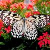 Butterfly On Flowers Paint By Numbers