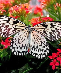 Butterfly On Flowers Paint By Numbers