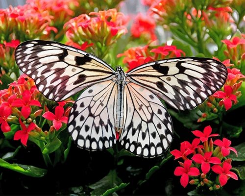 Butterfly On Flowers Paint By Numbers