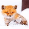 Baby Fox Paint By Numbers