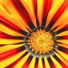 Yellow Gazania Paint By Numbers