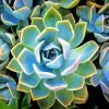 Plante Succulente Paint By Numbers