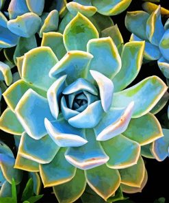 Plante Succulente Paint By Numbers