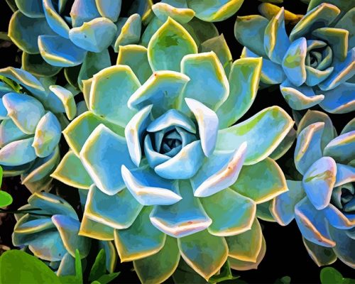 Plante Succulente Paint By Numbers