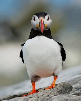 Puffin Funny Paint By Numbers