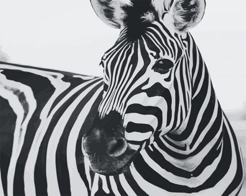 Zebra Paint By Numbers