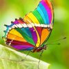 Rainbow Butterfly Paint By Numbers