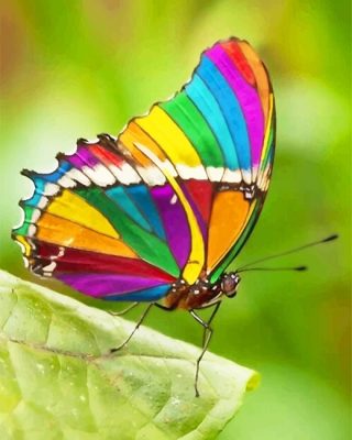 Rainbow Butterfly Paint By Numbers