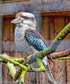 Winged Kookaburra Paint By Numbers