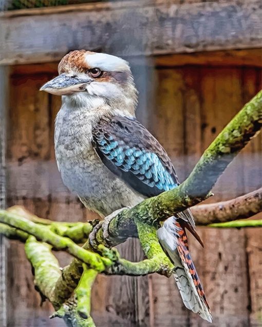 Winged Kookaburra Paint By Numbers