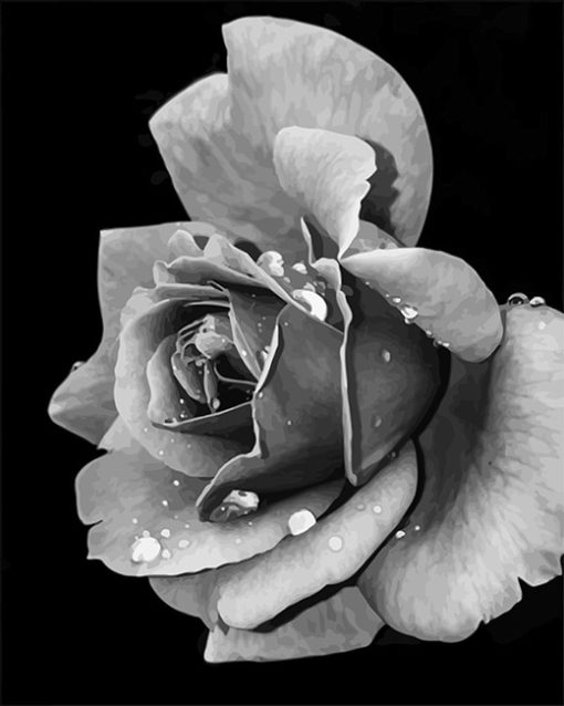 Monochrome Rose Paint By Numbers