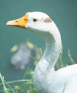 White Duck Paint By Numbers