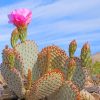 Valley Cactus Paint By Numbers