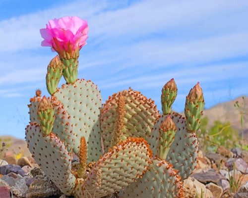 Valley Cactus Paint By Numbers