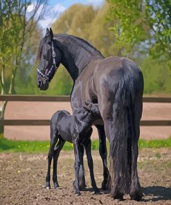 Friesian Horses Paint By Numbers