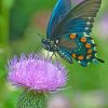 Butterfly Monarch Paint By Numbers