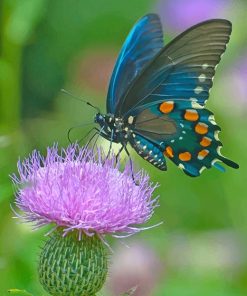 Butterfly Monarch Paint By Numbers