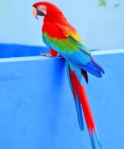 Beautiful Parrot Paint By Numbers