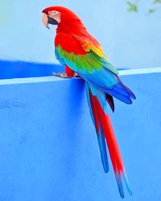 Beautiful Parrot Paint By Numbers