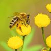 Bee On Yellow Flower Paint By Numbers