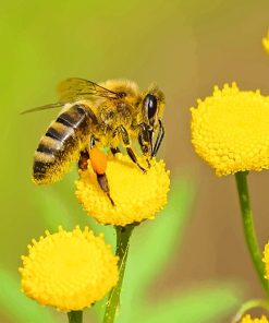 Bee On Yellow Flower Paint By Numbers