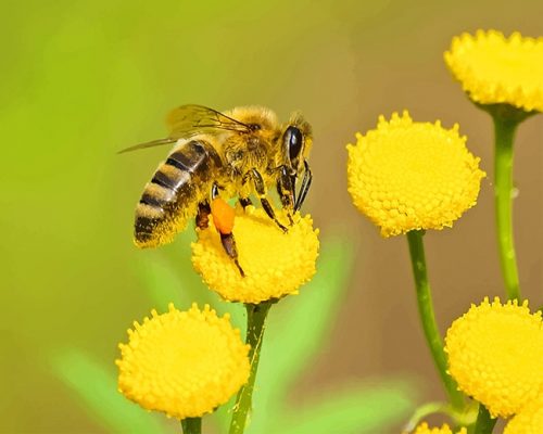 Bee On Yellow Flower Paint By Numbers