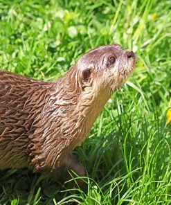 Brown Otter On Green Grass Paint By Numbers