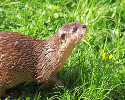 Brown Otter On Green Grass Paint By Numbers