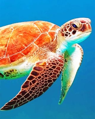 Brown Sea Turtle Paint By Numbers