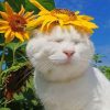 Cat With Sunflowers Paint By Numbers