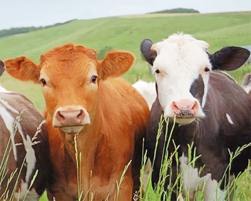 Cows Portrait Paint By Numbers