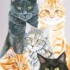 Cute Cats Art Paint By Numbers