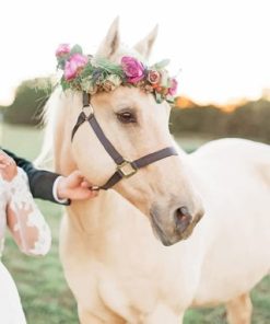 Cute Horse With Flowers Paint By Numbers