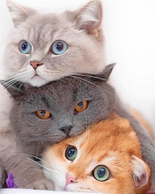 Cute kitties Art Paint By Numbers