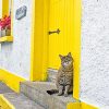 Cute Kitty Yellow Door Paint By Numbers