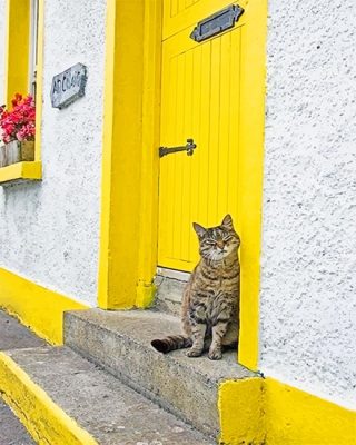 Cute Kitty Yellow Door Paint By Numbers