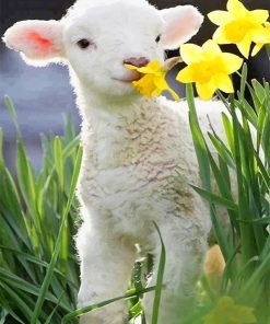 Cute Little Lamb Paint By Numbers