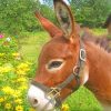 Donkey In Flowers Field Paint By Numbers